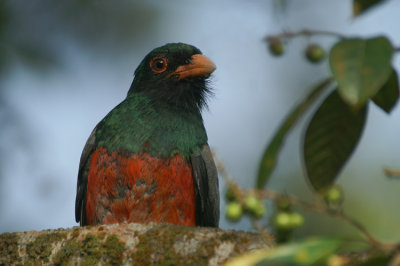 Slaty-tailed Trogon