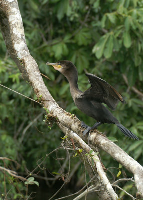 Neotropic Cormorant