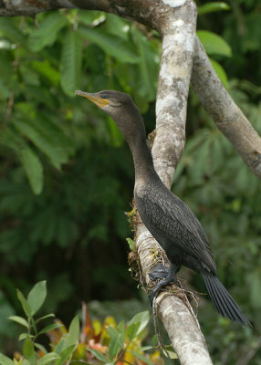 Neotropic Cormorant
