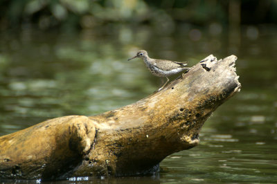 01612 - Spotted Sandpiper - Actitis macularius