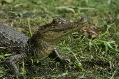 Caiman