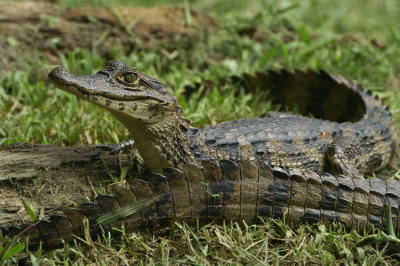 Caiman