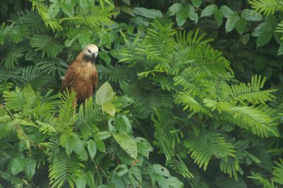 Black-collared Hawk