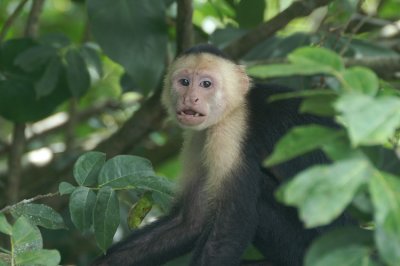 Costa Rica: Zoogdieren / Mammals