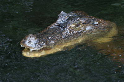 Common Caiman