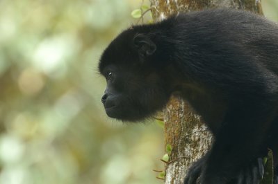 Howler Monkey