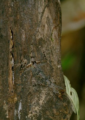 Anole