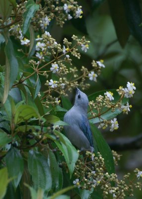 Blue-grey Tanager