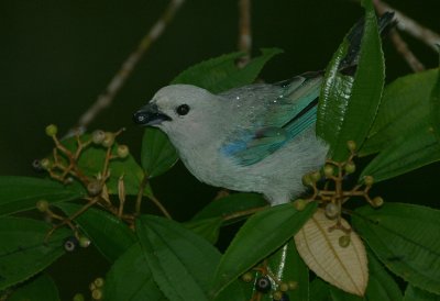 Blue-grey Tanager