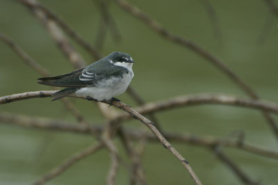 07230 - Mangrove Swallow - Tachycineta albilinea