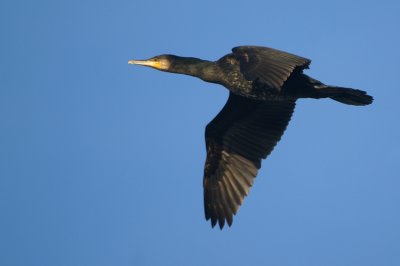 Great Cormorant