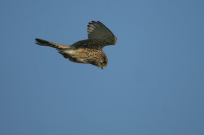 03897 - Common Kestrel - Falco tinnunculus