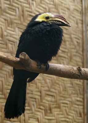 Temmincks Neushoornvogel