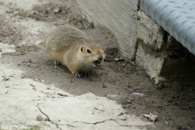 Richardsons Ground Squirrel