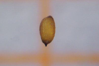 Unidentified Seeds