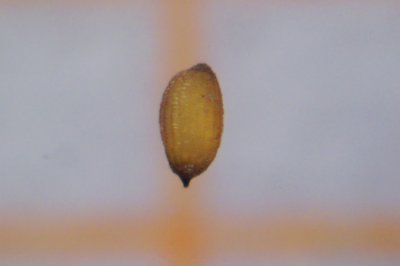 Juncus spec.