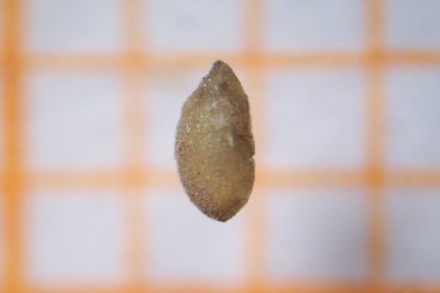 Seed ID: N57t