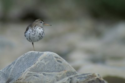Spotted Sandpiper