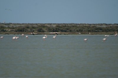 Flamingo's paradise