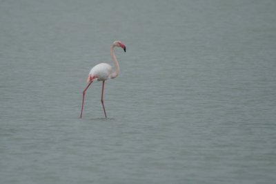 00725 - Greater Flamingo - Phoenicoptrus roseus