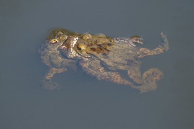 Common Toad