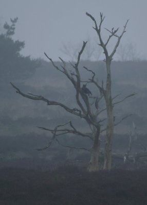Dead tree on foggy heathland