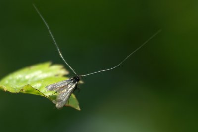 Insect