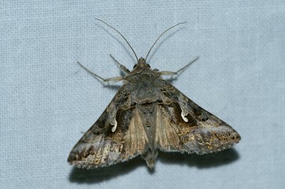 Autographa gamma