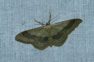 Idaea aversata