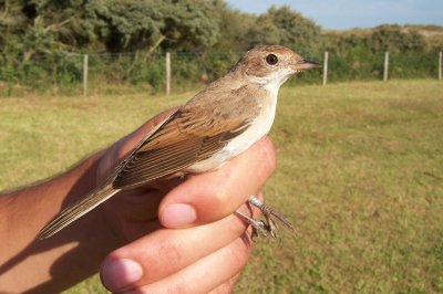 08018 - Common Whitethroat - Sylvia communis