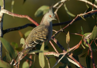 Crested Pigeon