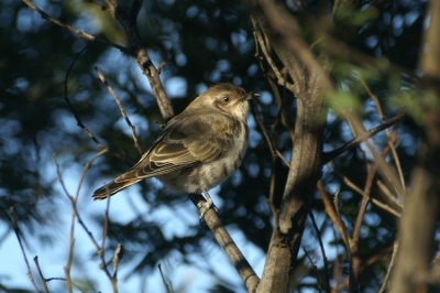 Horsfield's Bronze-cuckoo