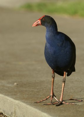 Purple Swamphen