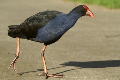 Purple Swamphen