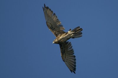 01252 - Brown Falcon - Falco berigora