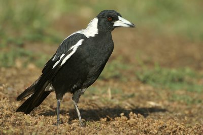 06164 - Australian Magpie - Gymnorhina tibicen