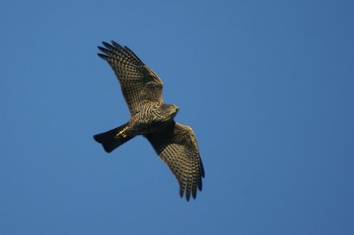 01085 - Collared Sparrowhawk - Accipiter cirrocephalus