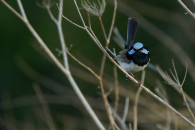 Superb Fairywren