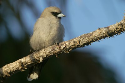 06152 - Black-faced Woodswallow - Artamus cinereus