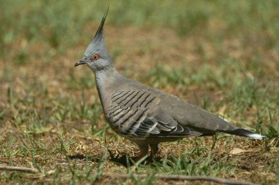 Crested Pigeon