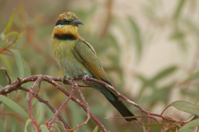 03796 - Rainbow Bee-eater - Merops ornatus