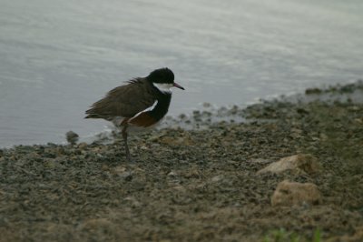 01489 - Red-kneed Dotterel - Erythrogonys cinctus