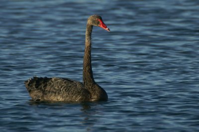 00093 - Black Swan- Cygnus atratus