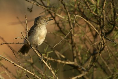 Chestnut-rumped Thornbill