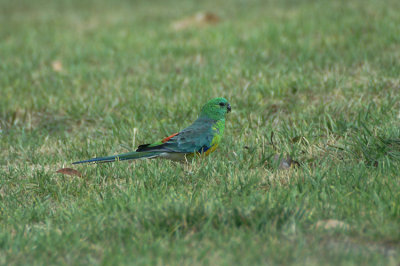 Red-rumped Parrot