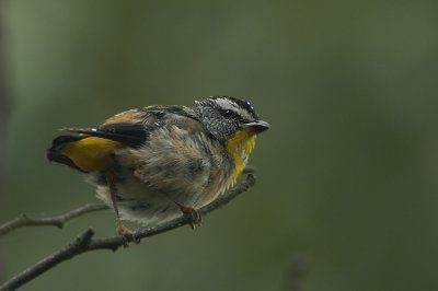 Spotted Pardalote