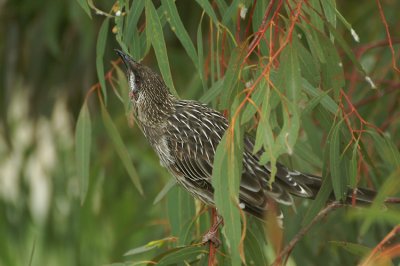 Red Wattlebird