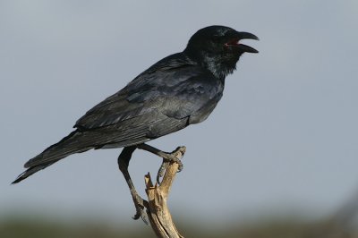 06758 - Australian Raven - Corvus coronoides