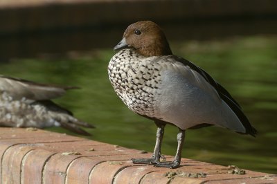 Maned Duck