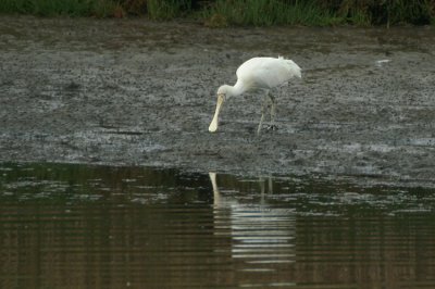 00787 - Yellow-billed Spoonbill - Platalea flavipes